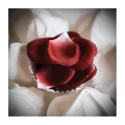 Płatki róż Bijoux Indiscrets Rose Petal Explosion