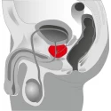 Stymulator prostaty Cheeky-Boy