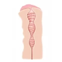 Masturbator Sweet Lips Stroker